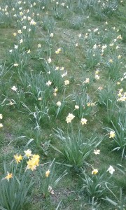 Spring Time